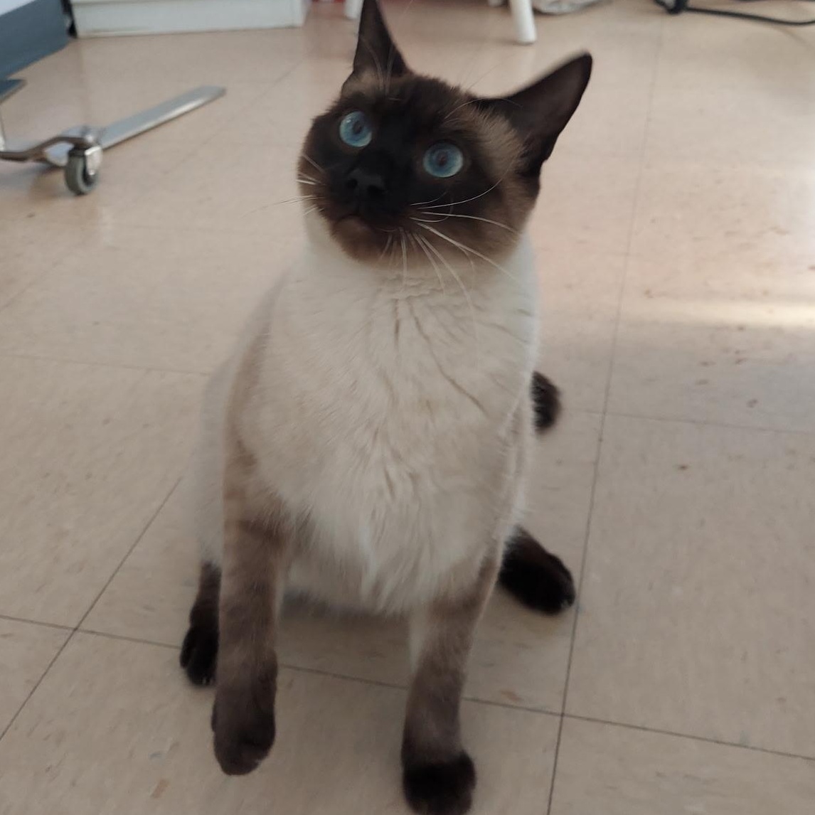 Enlarge Katy, an adopted Siamese in Warwick, RI image 3/4
