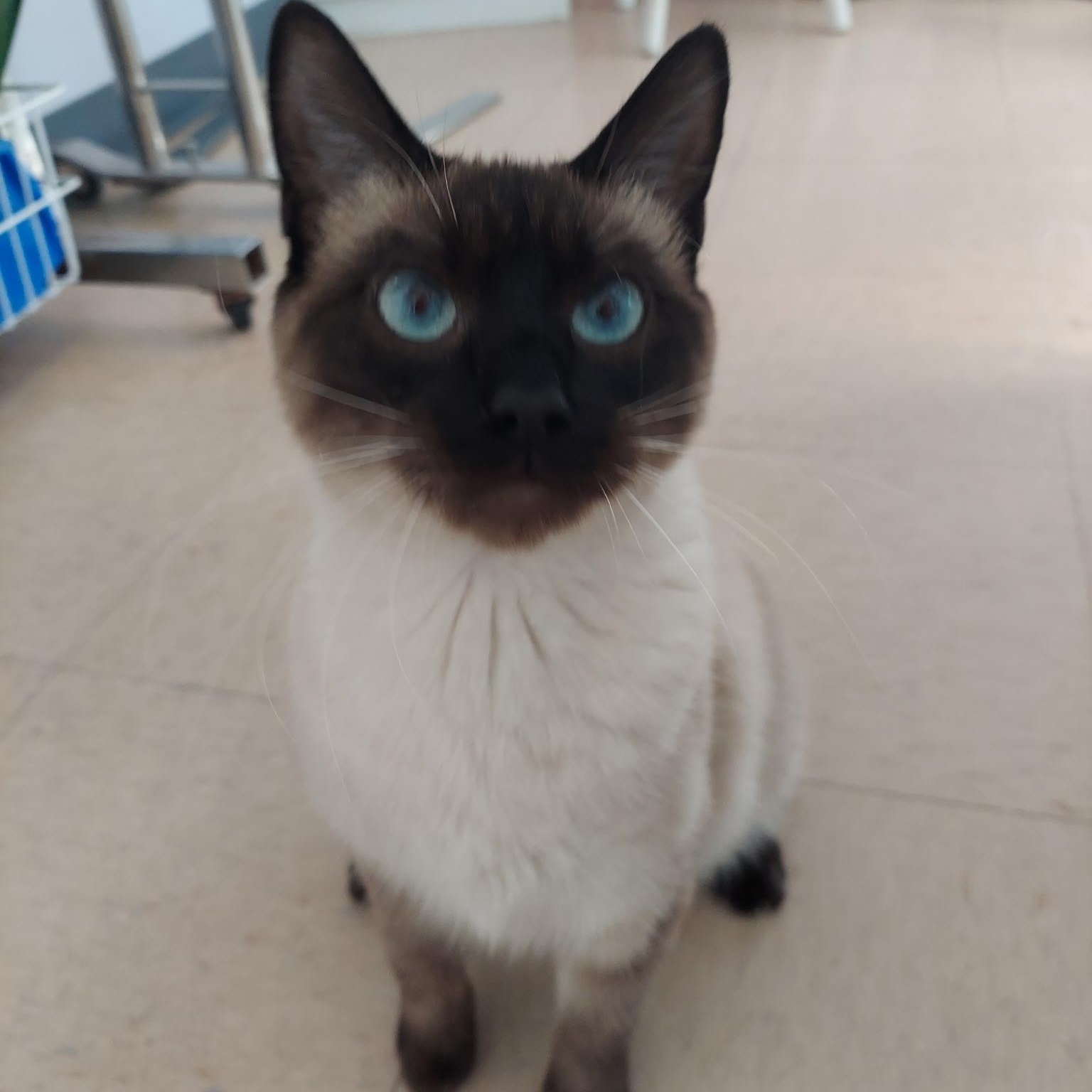 Enlarge Katy, an adopted Siamese in Warwick, RI image 2/4