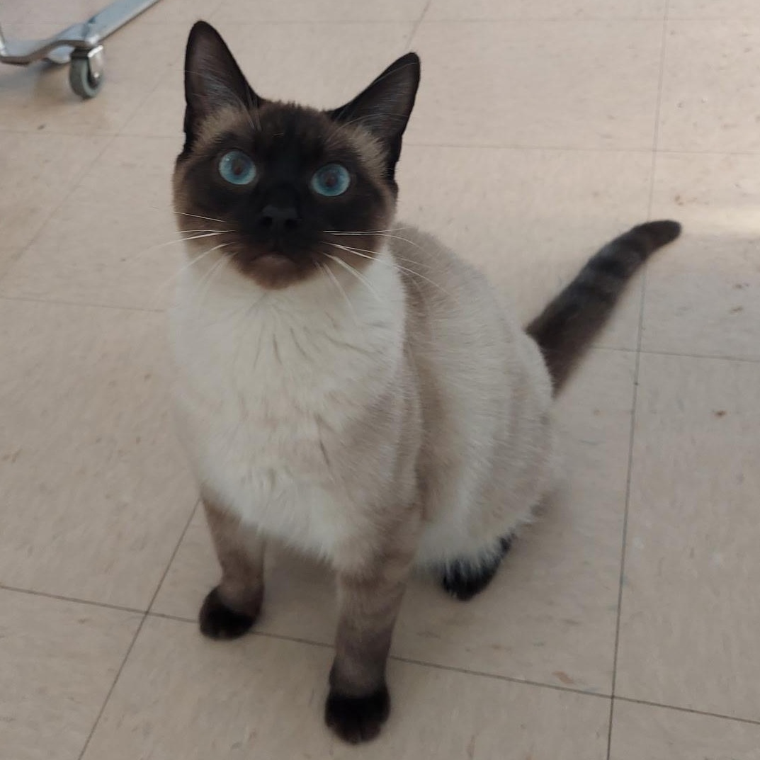 Katy, adopted, Kitten Female Siamese.