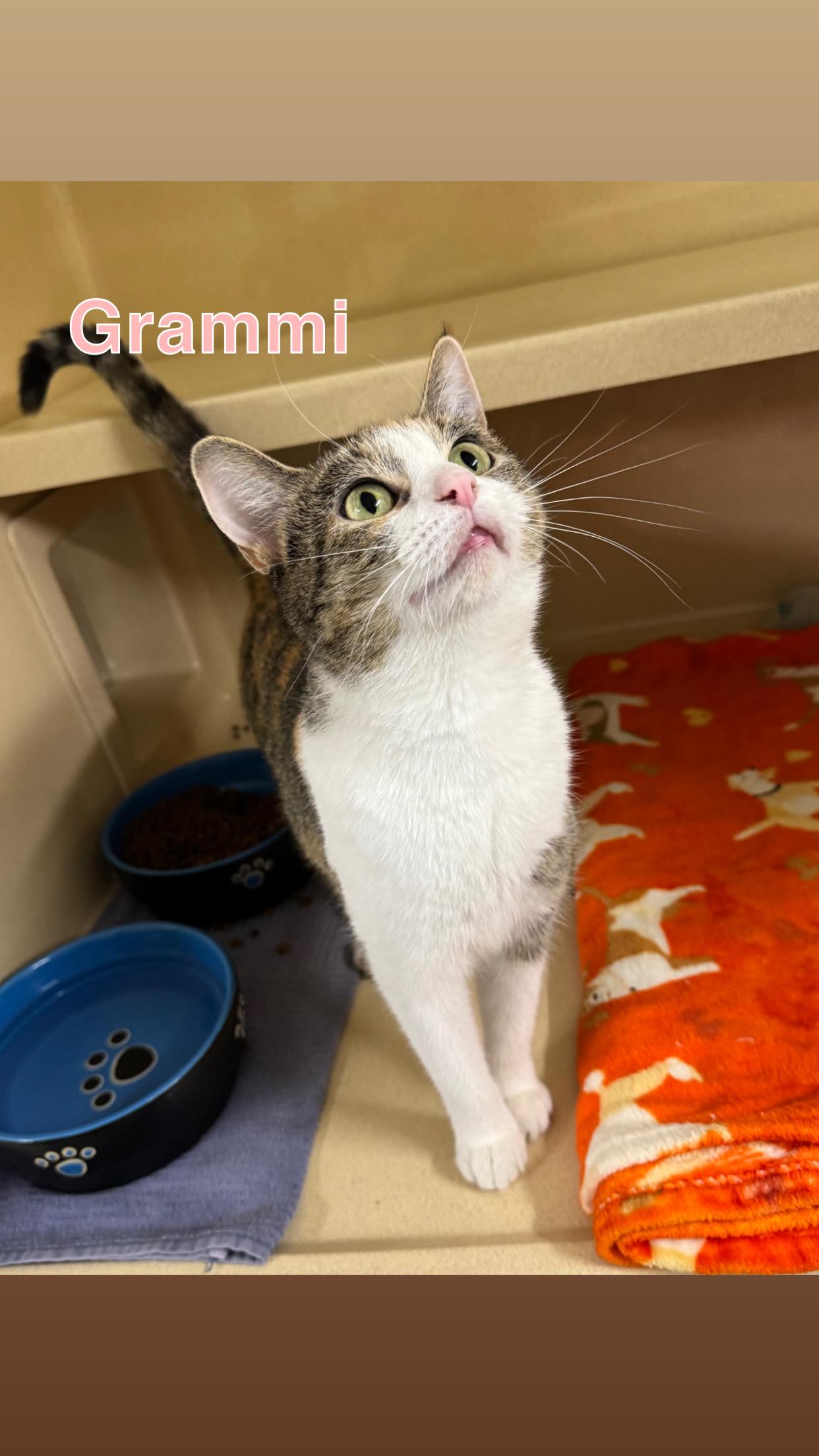 Enlarge Grammi, a Adoptable Domestic Short Hair in Indianapolis, IN image 1/1