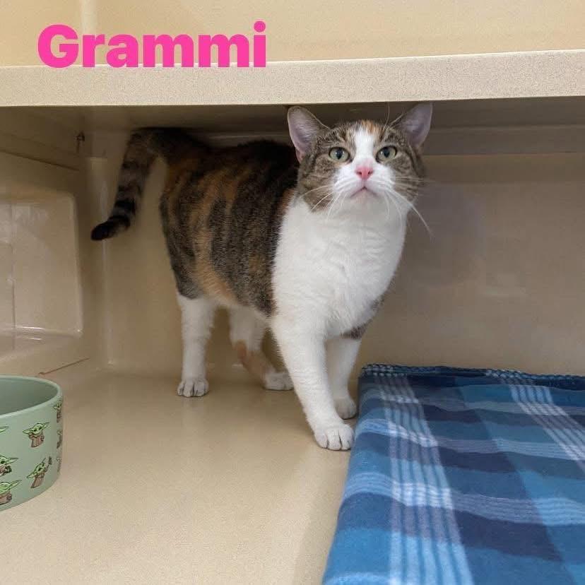 Enlarge Grammi, a Adoptable Domestic Short Hair in Indianapolis, IN image 2/2
