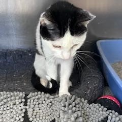 Enlarge Cream, a ADOPTABLE mixed breed in Bloomingdale, NJ image 2/2