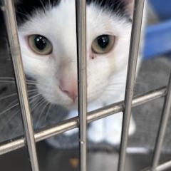 Cream, ADOPTABLE, Young Female Domestic Short Hair.