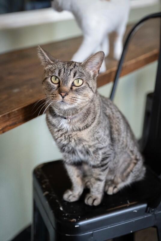 Enlarge Melanie, a Adoptable Domestic Short Hair in Grand Rapids, MI image 1/6