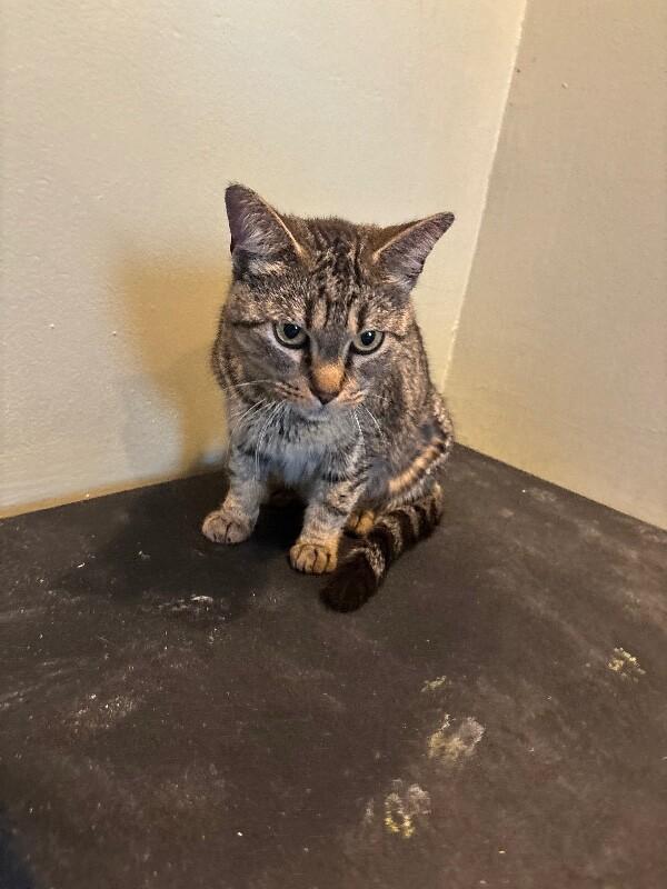 Enlarge Melanie, a Adoptable Domestic Short Hair in Grand Rapids, MI image 2/6