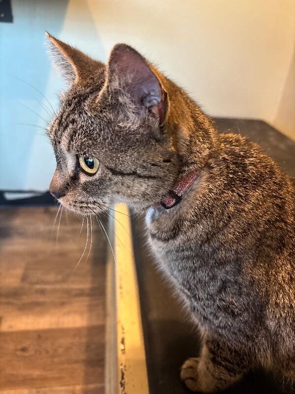 Enlarge Melanie, a Adoptable Domestic Short Hair in Grand Rapids, MI image 3/6