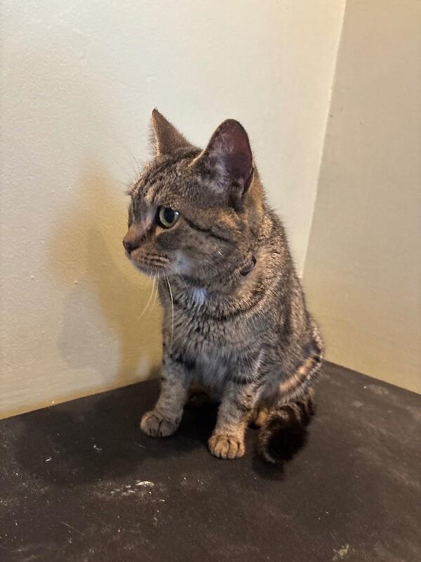 Enlarge Melanie, a Adoptable Domestic Short Hair in Grand Rapids, MI image 4/6