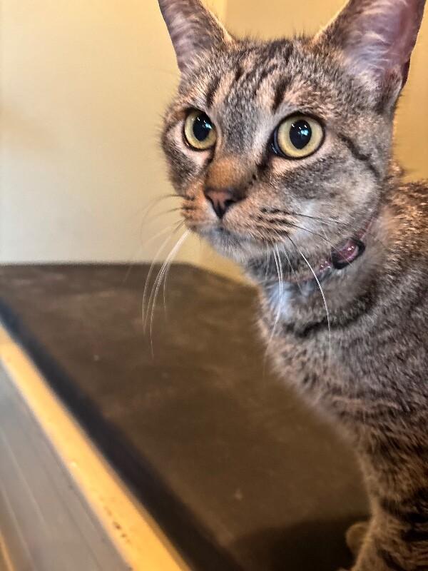 Enlarge Melanie, a Adoptable Domestic Short Hair in Grand Rapids, MI image 5/6