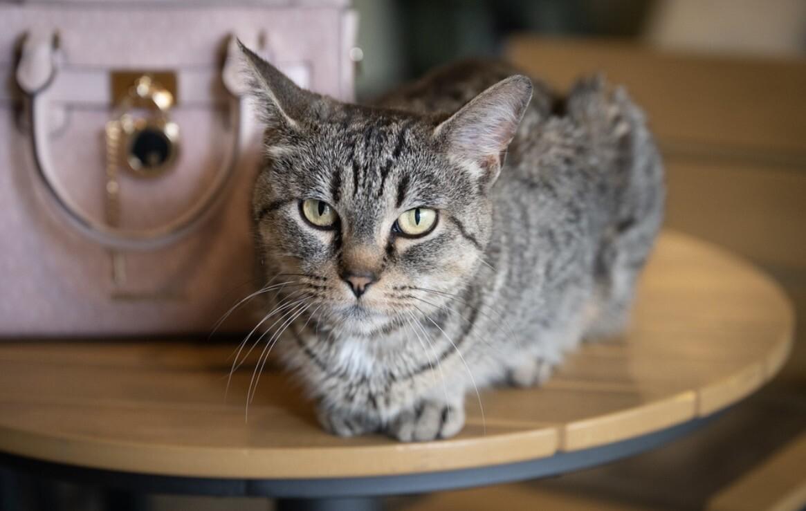 Enlarge Melanie, a Adoptable Domestic Short Hair in Grand Rapids, MI image 6/6