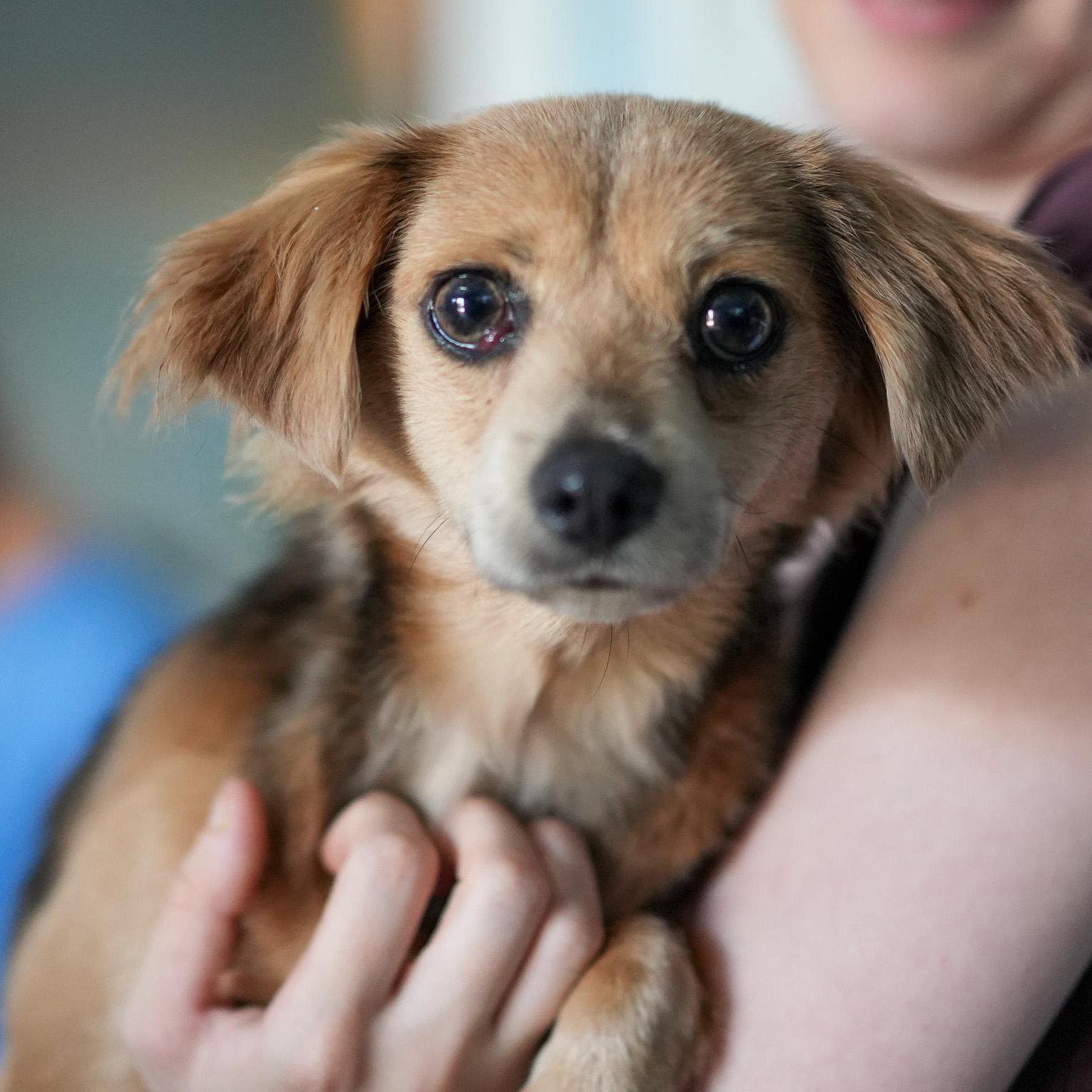 NAMI, Adoptable, Adult Female Terrier.