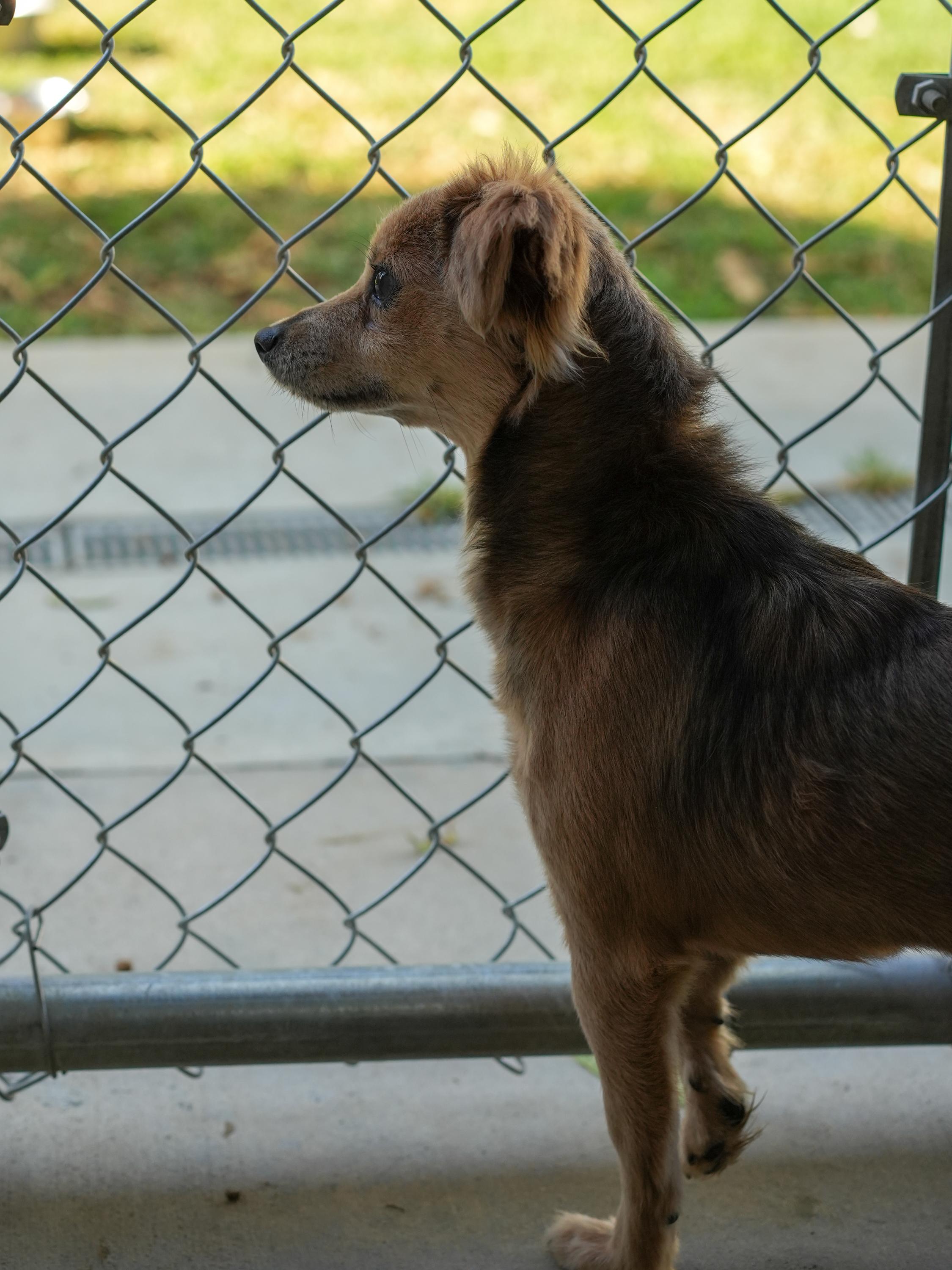 NAMI, a Adoptable Terrier in Fresno, CA image 6/6