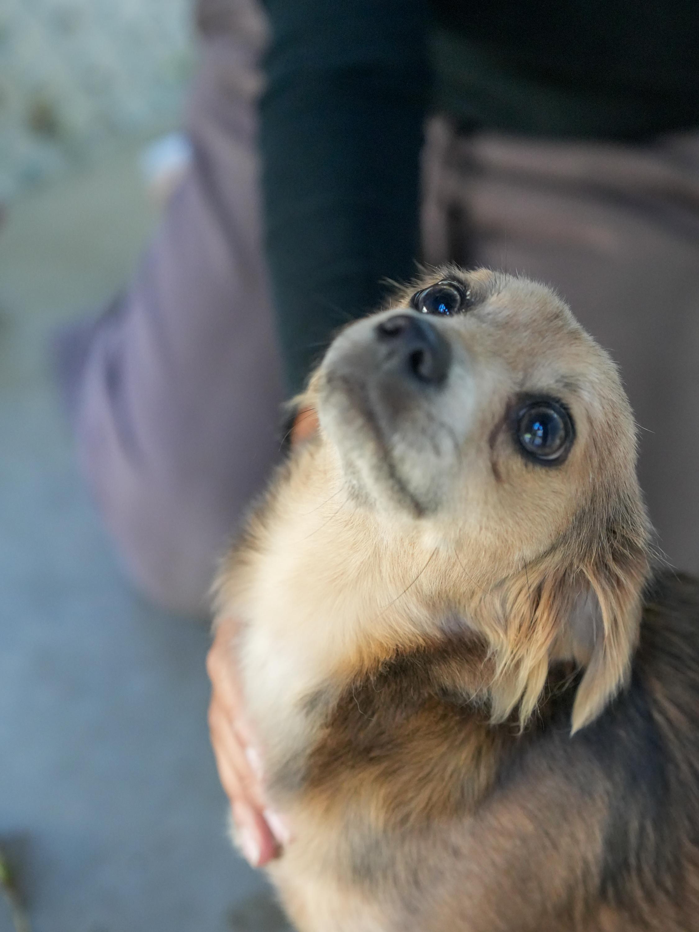NAMI, a Adoptable Terrier in Fresno, CA image 4/6
