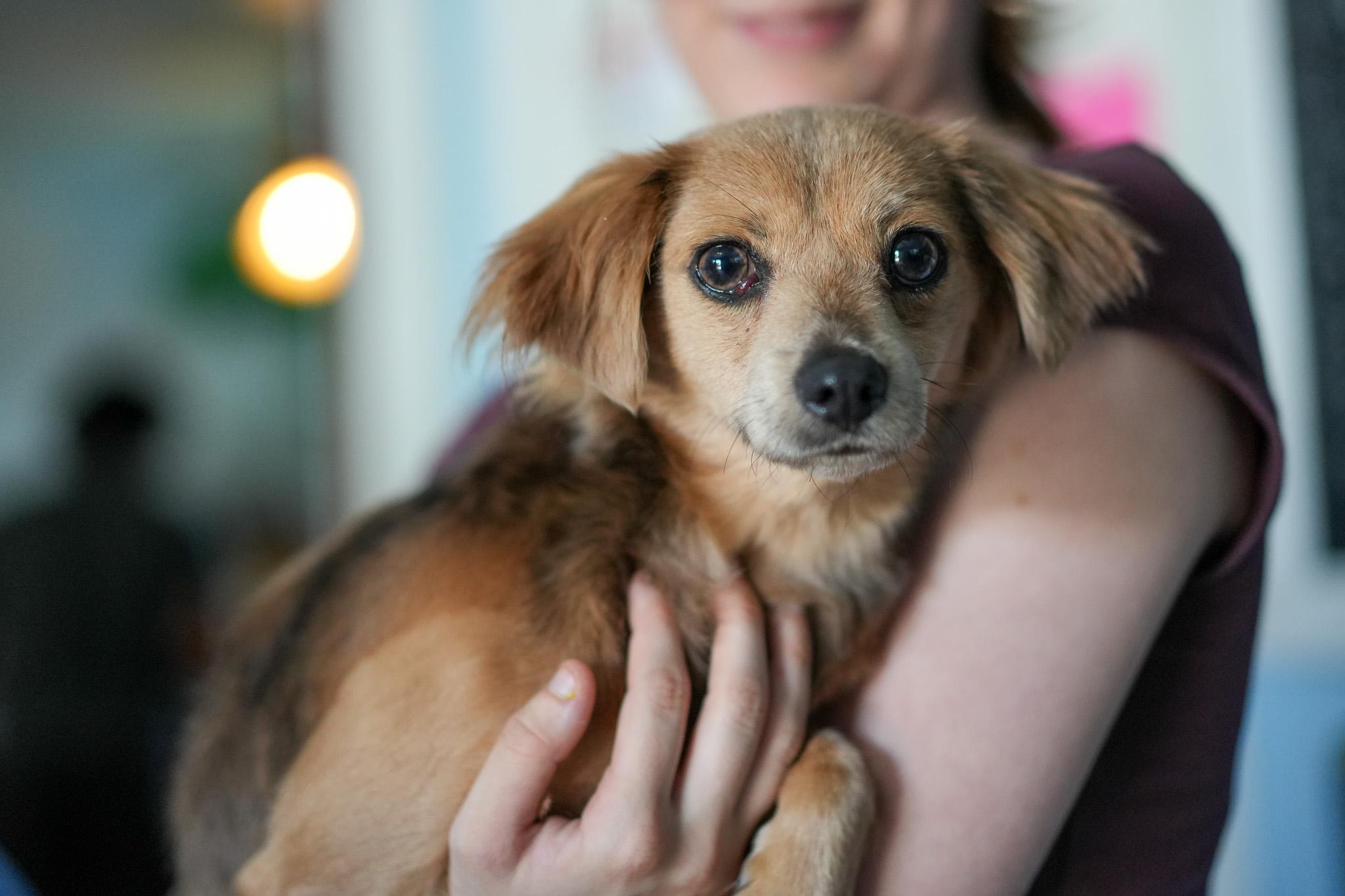 NAMI, a Adoptable Terrier in Fresno, CA image 5/6