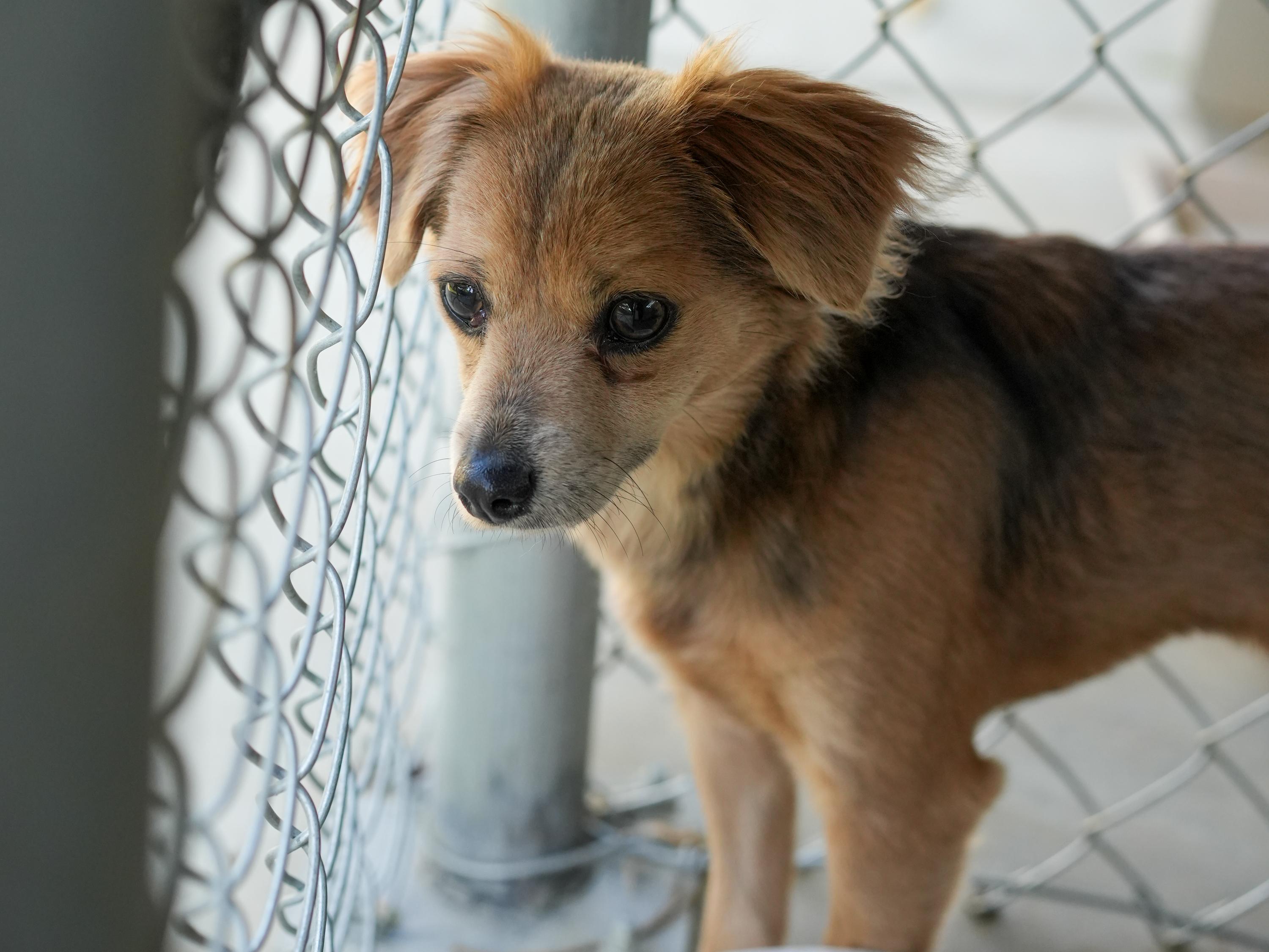 NAMI, a Adoptable Terrier in Fresno, CA image 3/6