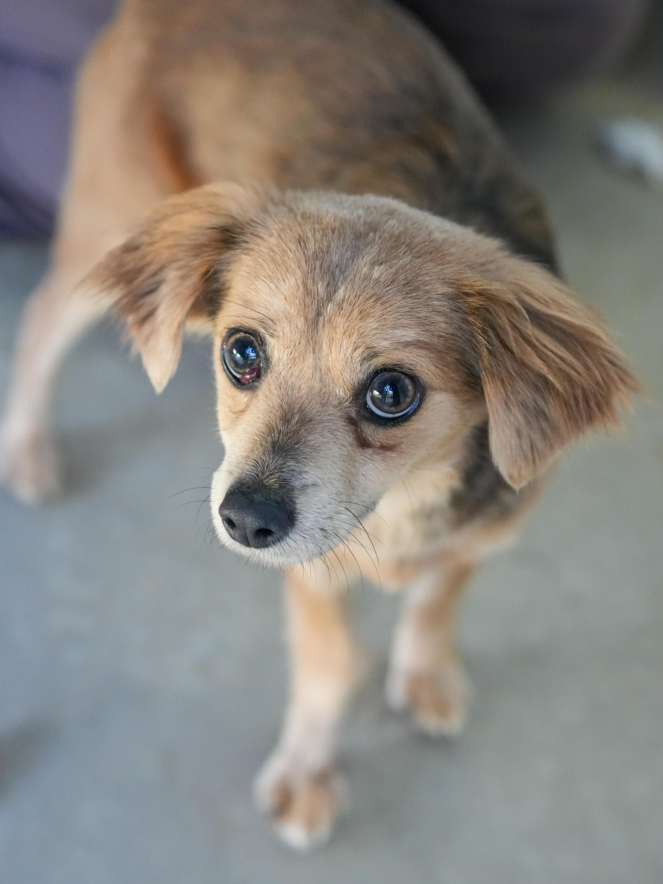 NAMI, a Adoptable Terrier in Fresno, CA image 2/6