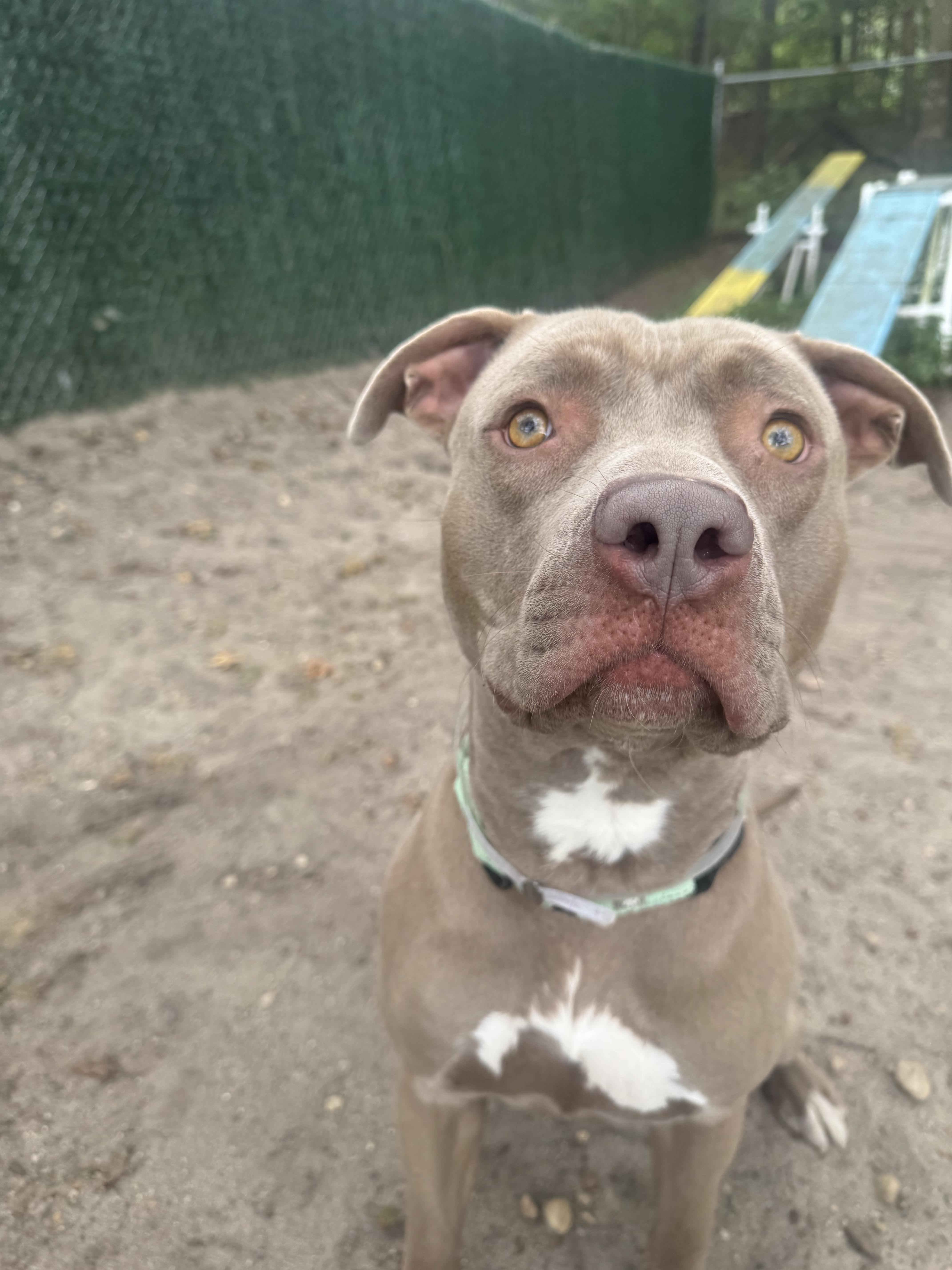 Titan, a Adoptable Mixed Breed in Brookhaven, NY image 2/4