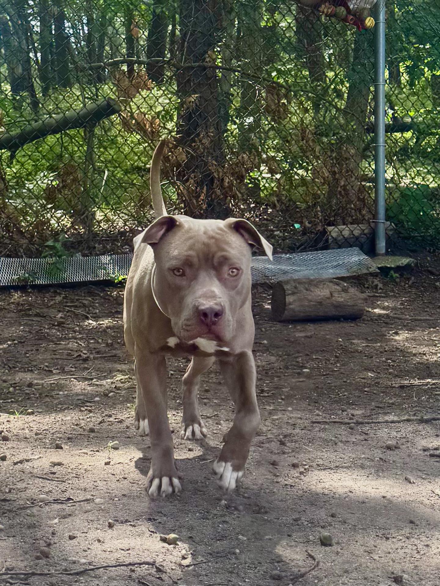 Titan, a Adoptable Mixed Breed in Brookhaven, NY image 4/4