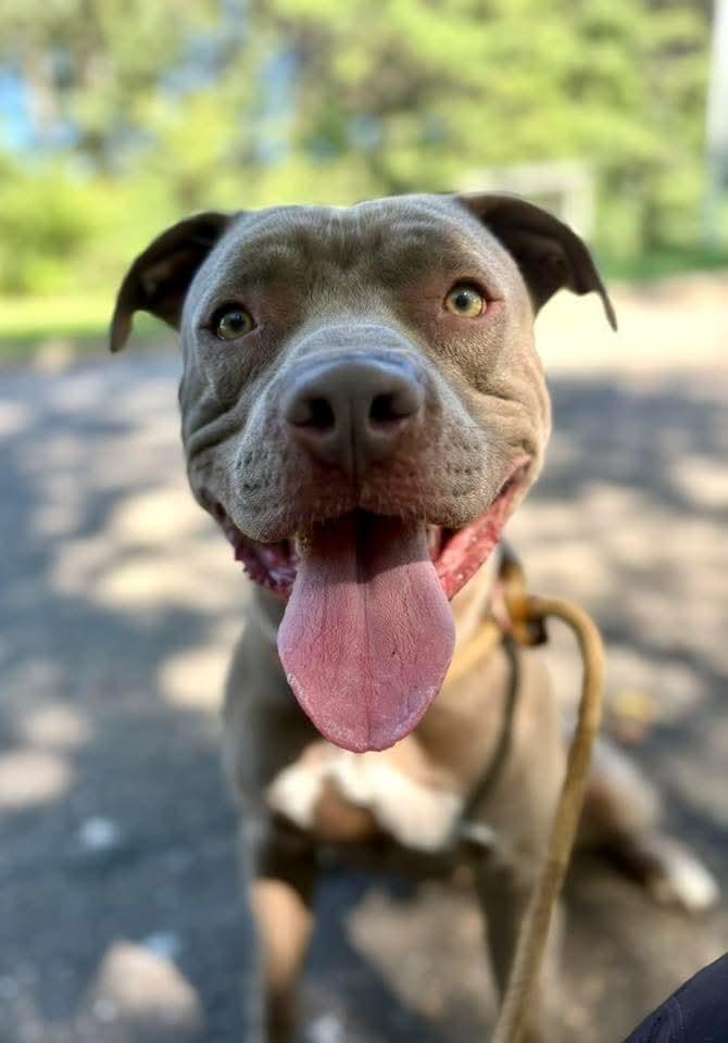 Titan, a Adoptable Mixed Breed in Brookhaven, NY image 3/4