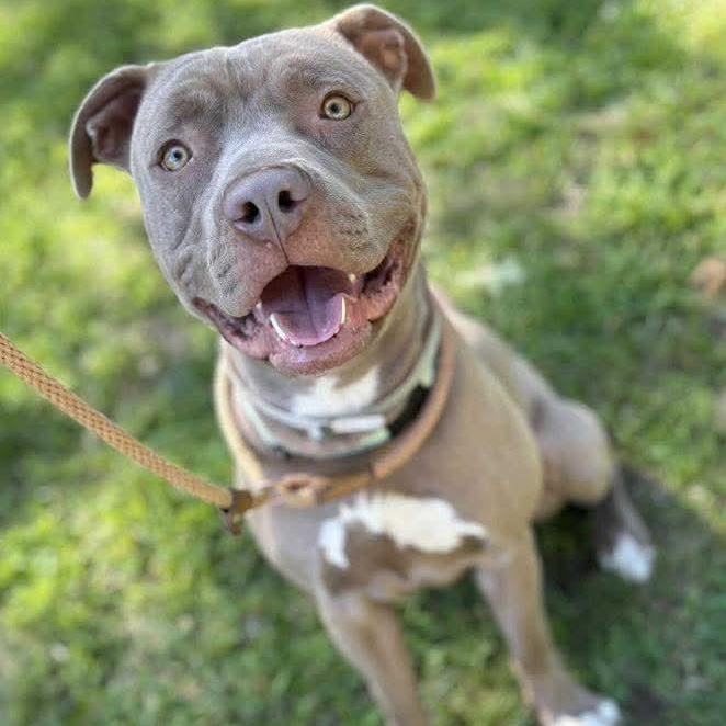 Titan, a Adoptable Mixed Breed in Brookhaven, NY image 1/4