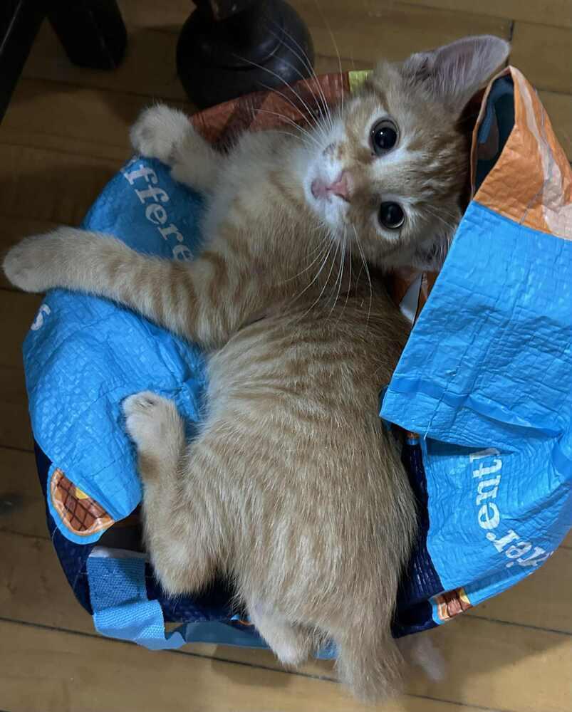 Archie 2 — thumbnail 2