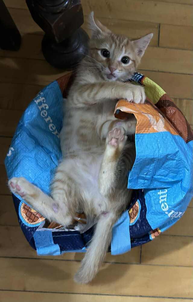 Archie 2 — thumbnail 3