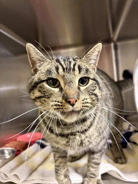 SPRUCE, Adoptable, Adult Male Domestic Short Hair.