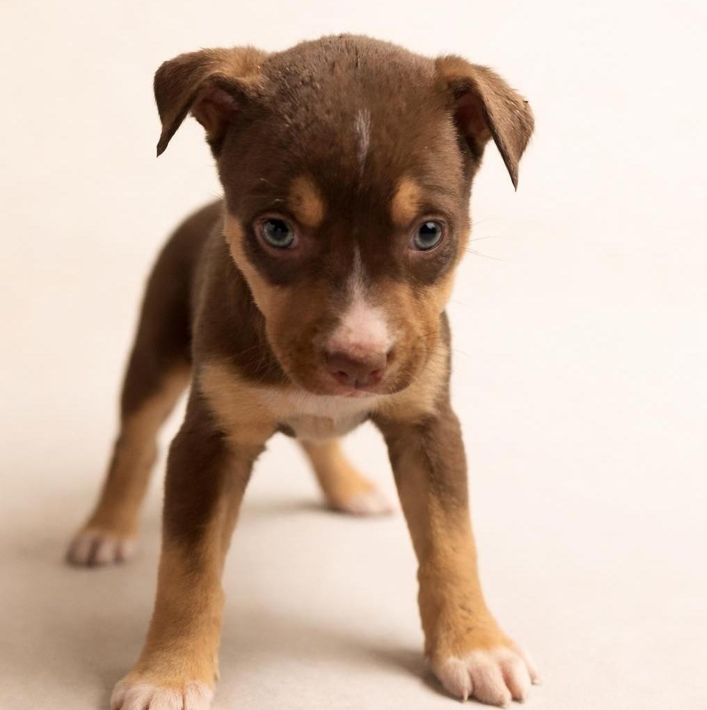 Odessa, Adoptable, Puppy Female Pit Bull Terrier & Husky.