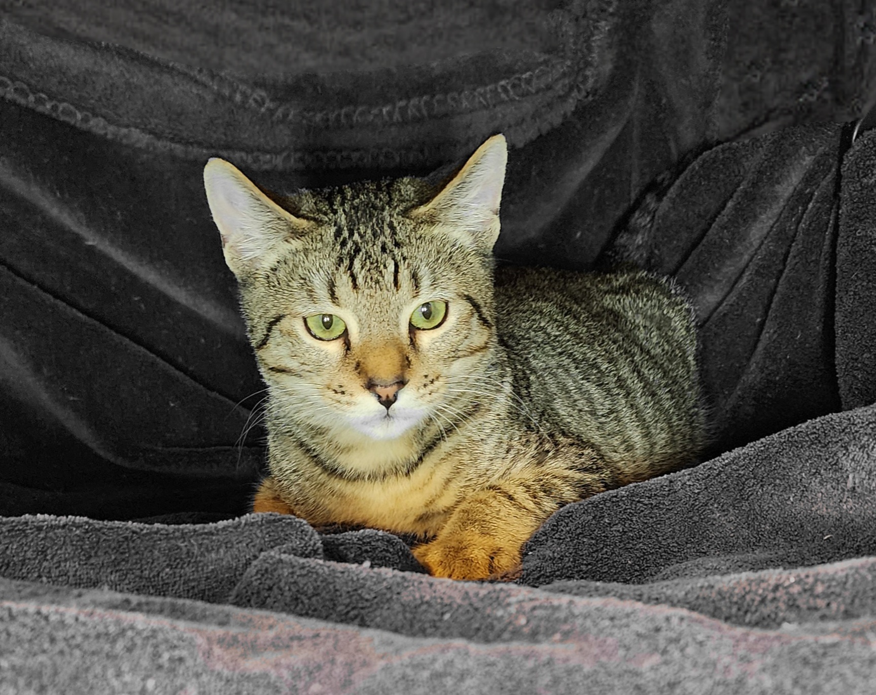 Cat for adoption Spicy, a Domestic Short Hair in Shelton, WA Petfinder