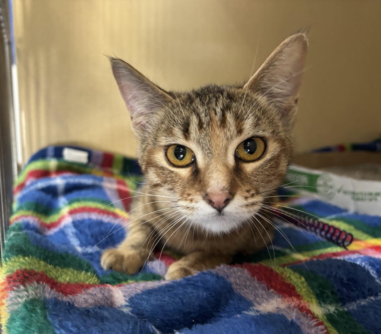 Enlarge Blossom, an adopted Domestic Short Hair in Stillwater, OK image 1/1