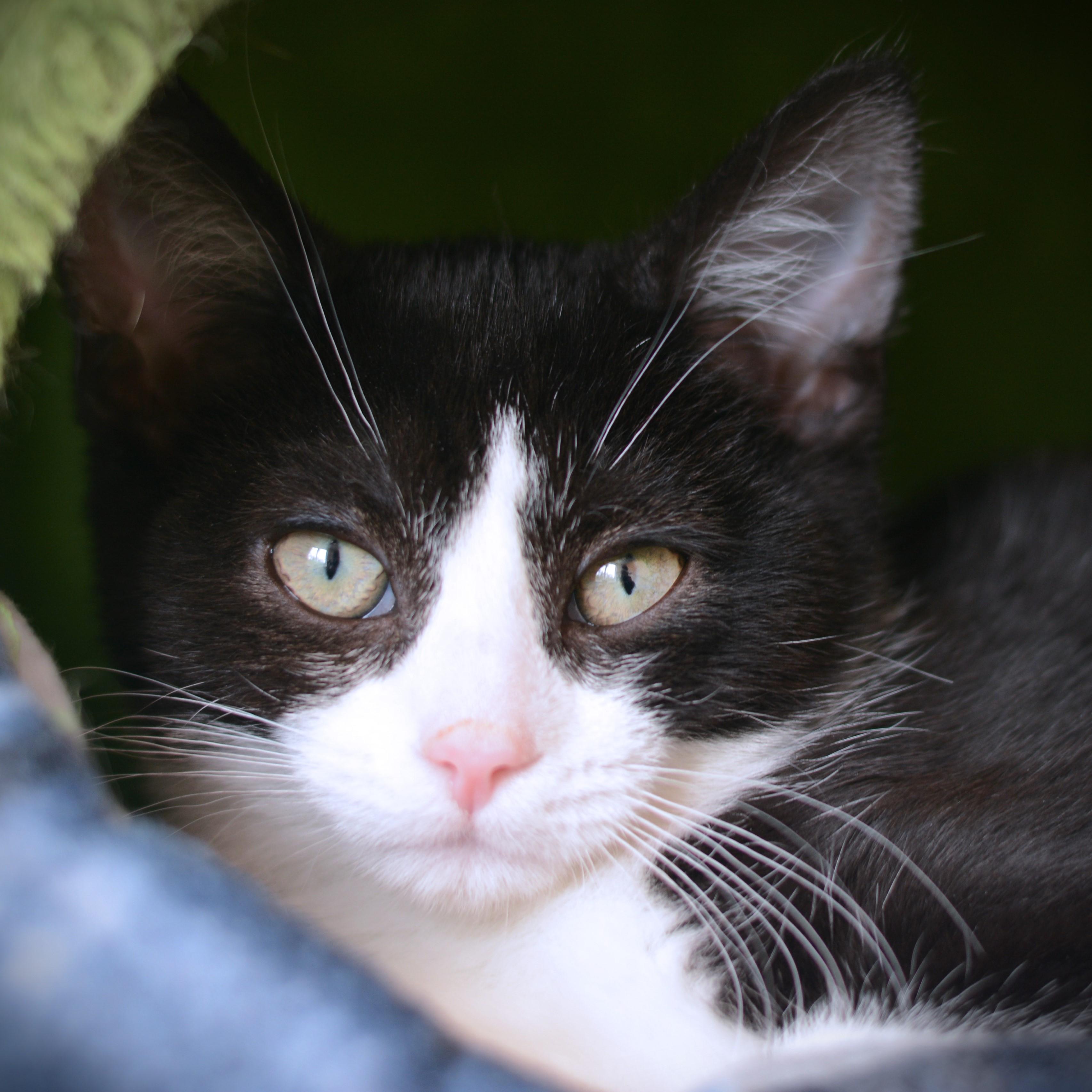 Opalite, adopted, Kitten Female Domestic Short Hair.