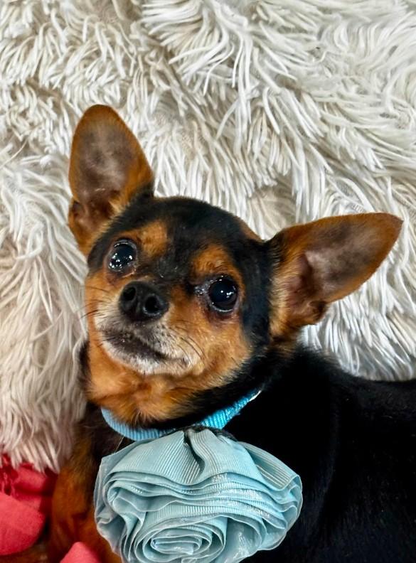 Enlarge Bama, a ADOPTABLE Chihuahua in Joppa, AL image 4/6