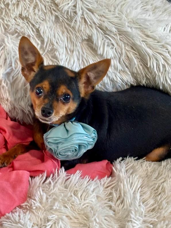 Enlarge Bama, a ADOPTABLE Chihuahua in Joppa, AL image 2/6