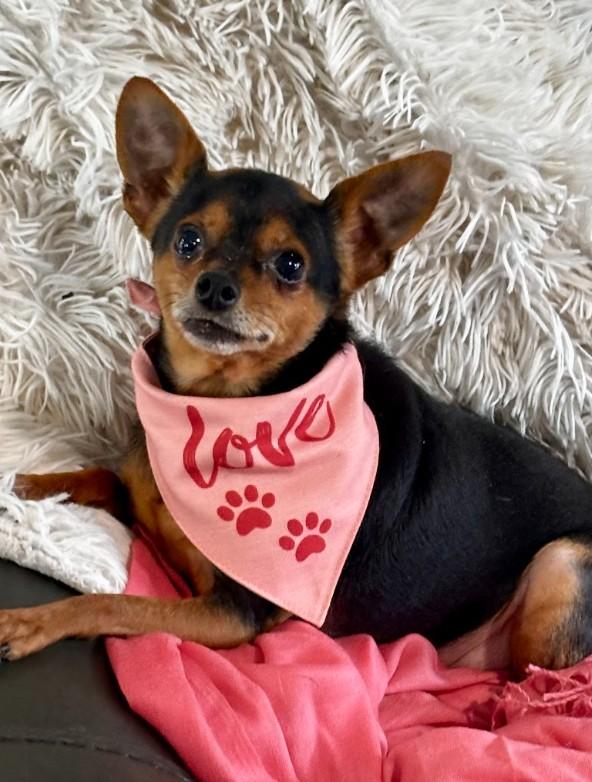 Enlarge Bama, a ADOPTABLE Chihuahua in Joppa, AL image 5/6