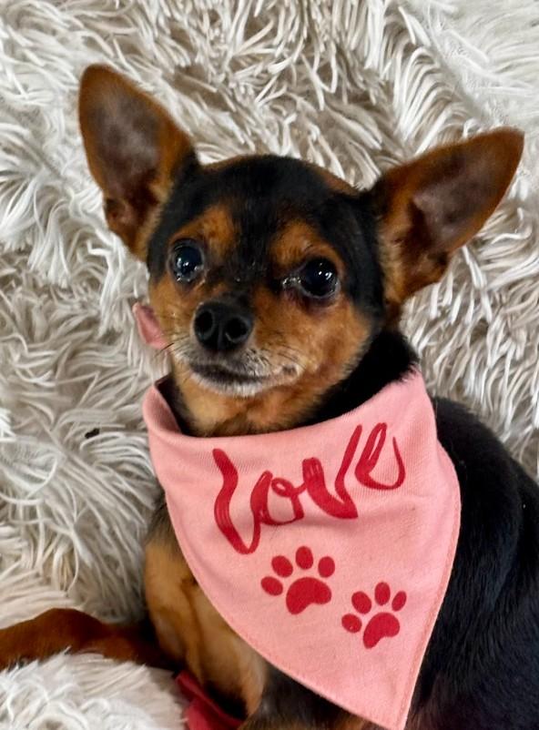 Bama, ADOPTABLE, Adult Female Chihuahua.