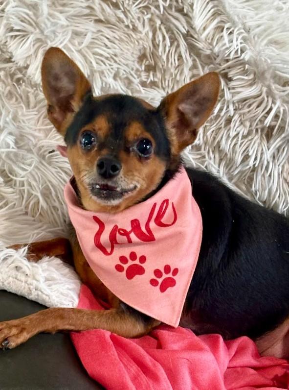 Enlarge Bama, a ADOPTABLE Chihuahua in Joppa, AL image 3/6