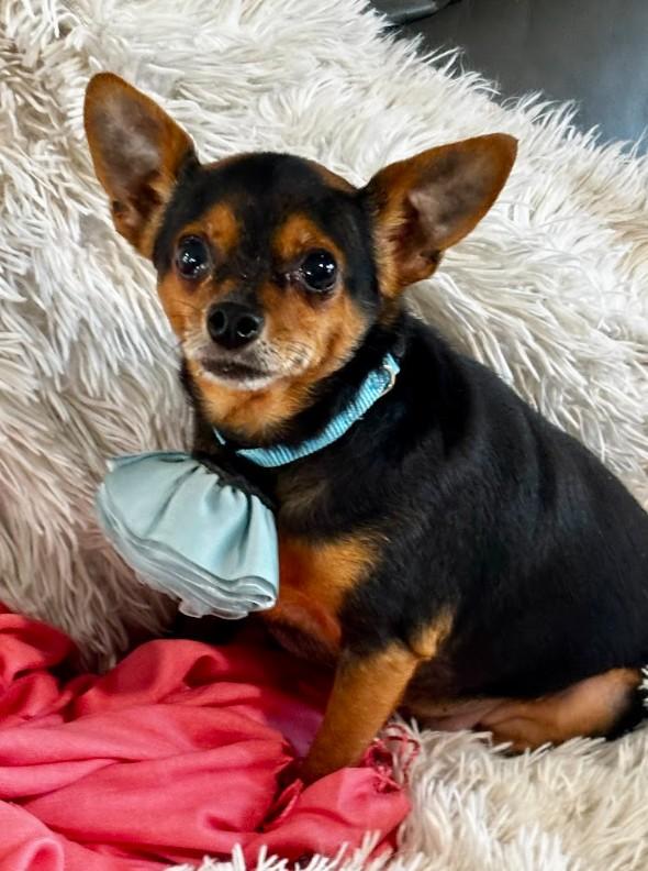 Enlarge Bama, a ADOPTABLE Chihuahua in Joppa, AL image 6/6