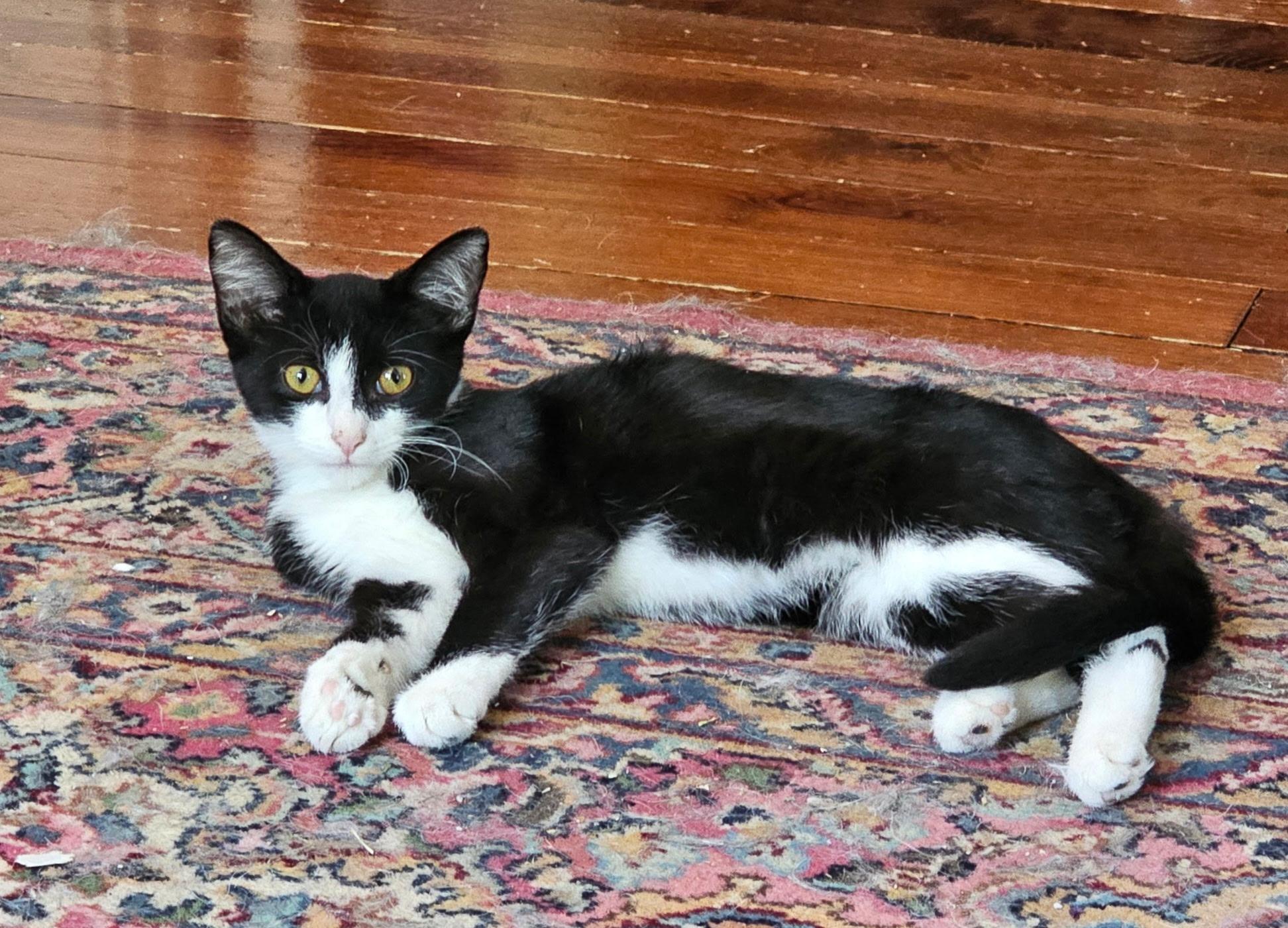 Tux, Adoptable, Kitten Male Tuxedo.
