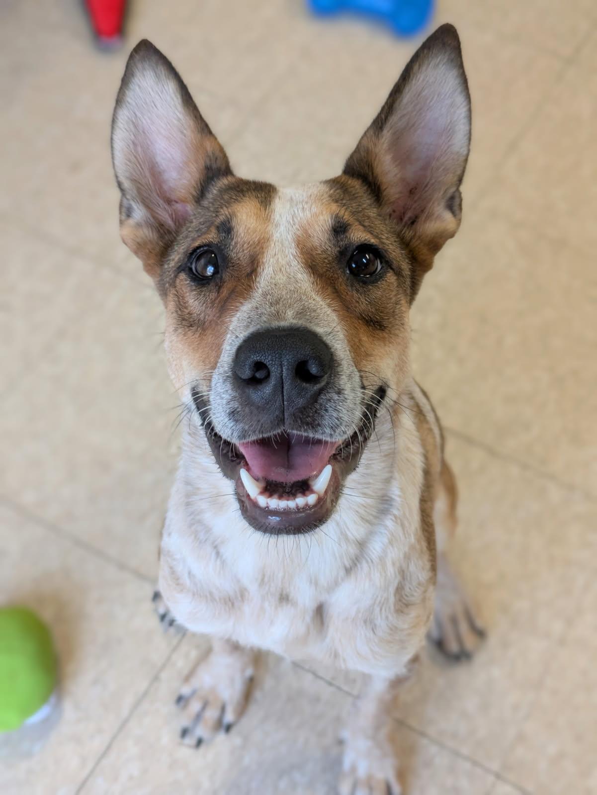 Aspen, a Adoptable mixed breed in Fair Oaks Ranch, TX image 2/4