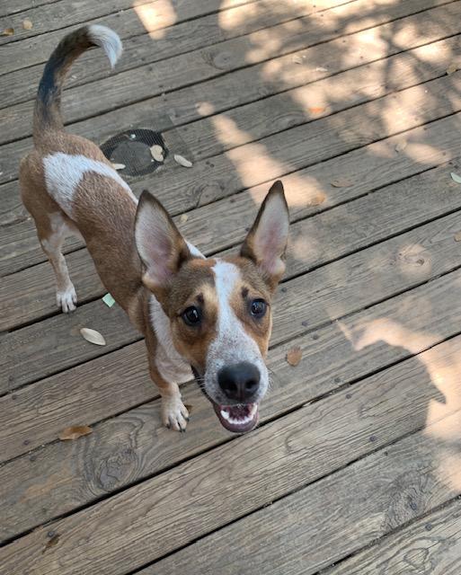Aspen, a Adoptable mixed breed in Fair Oaks Ranch, TX image 3/4