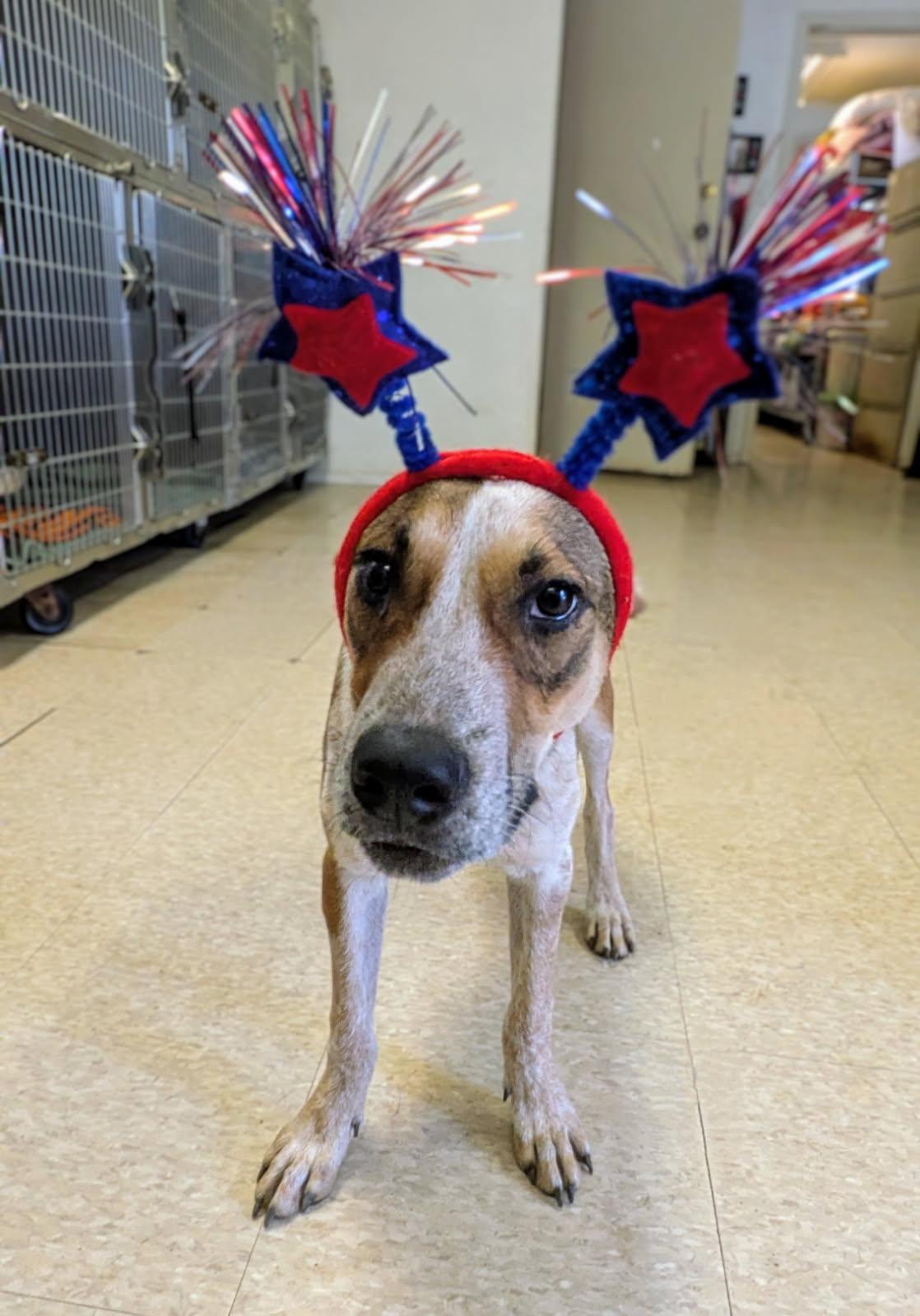 Aspen, a Adoptable mixed breed in Fair Oaks Ranch, TX image 4/4