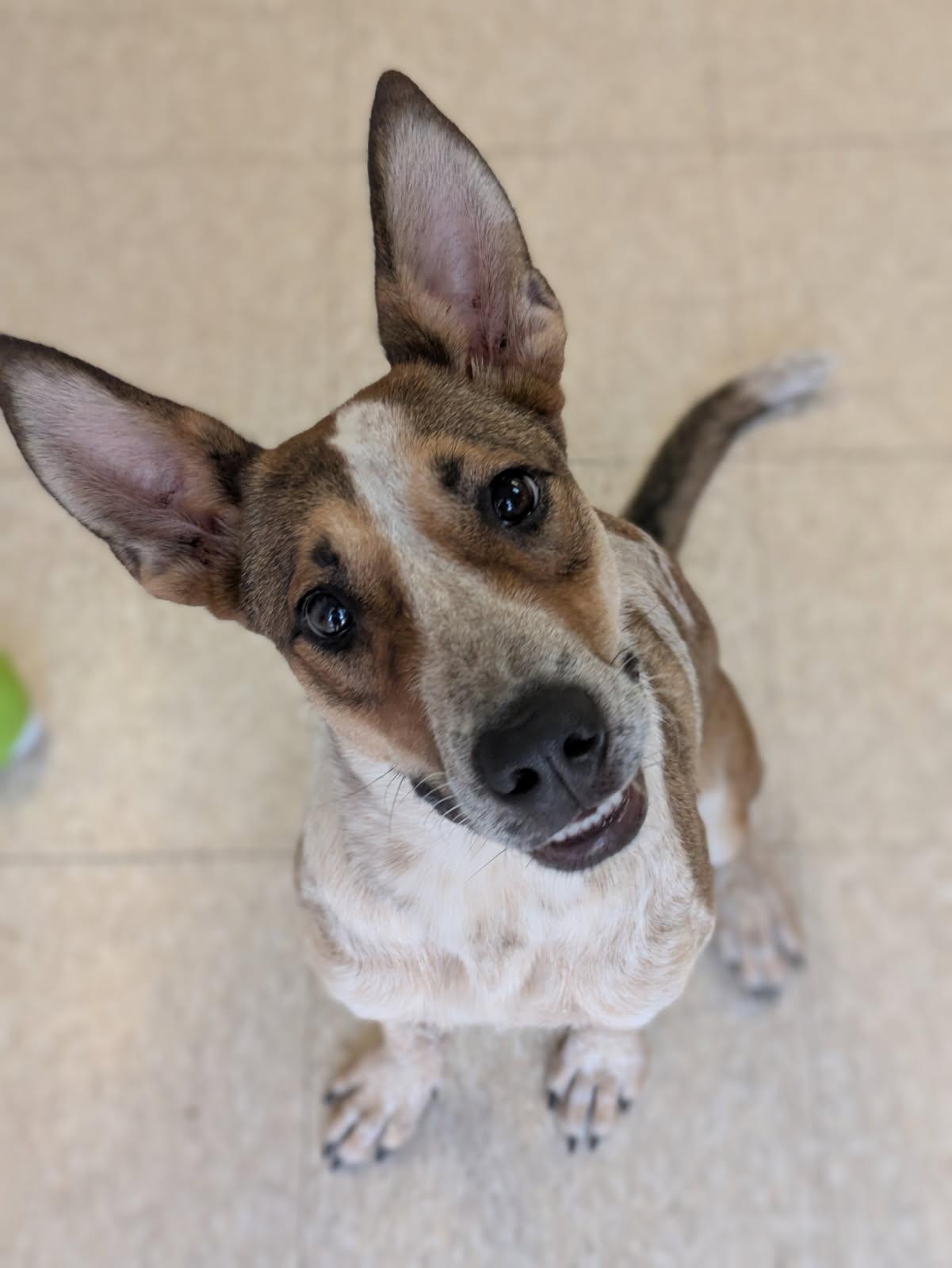 Aspen, a Adoptable mixed breed in Fair Oaks Ranch, TX image 1/4