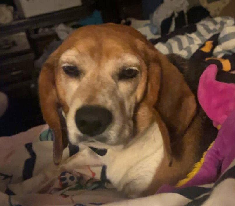 Enlarge Buster VIII, a Adoptable Beagle in Dunnellon, FL image 2/3