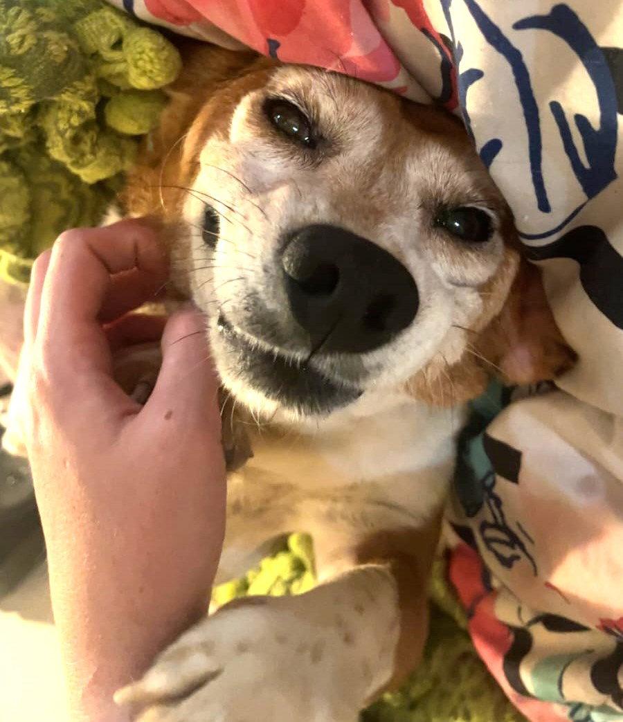 Enlarge Buster VIII, a Adoptable Beagle in Dunnellon, FL image 3/3