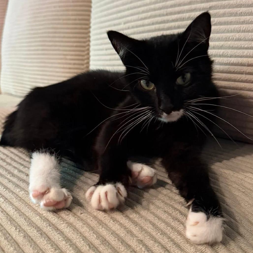 Lexi, Adoptable, Adult Female Domestic Short Hair.