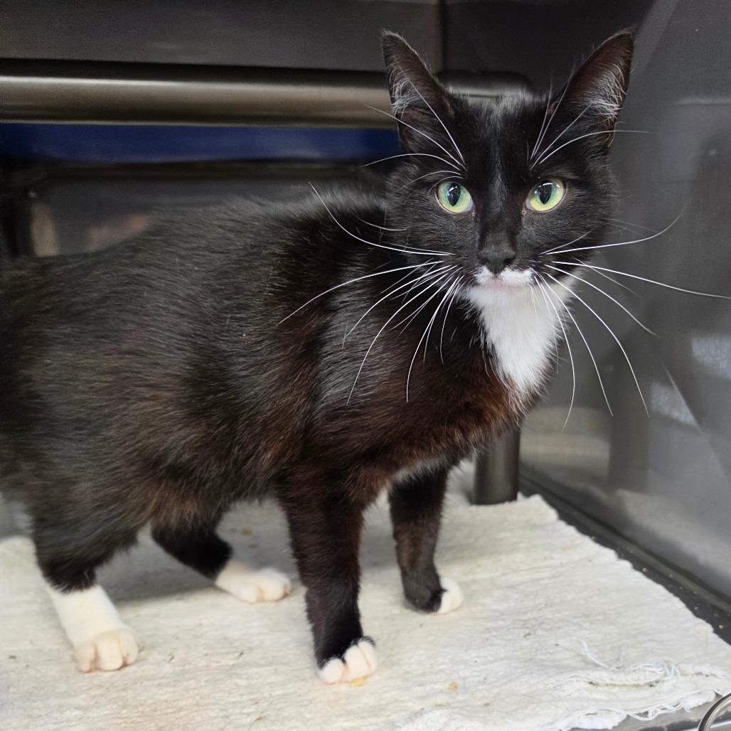 Enlarge Lexi, a Adoptable Domestic Short Hair in Jefferson city, TN image 2/3