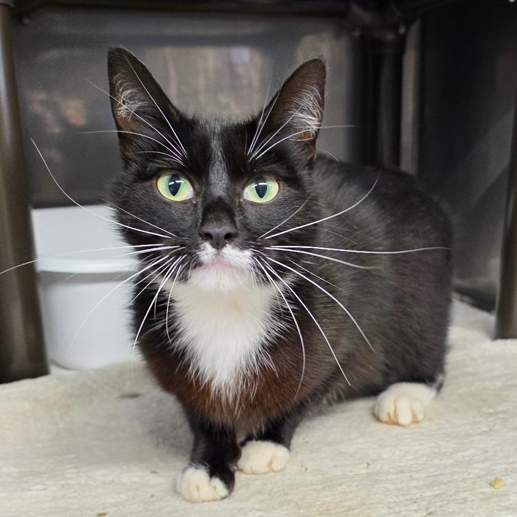 Enlarge Lexi, a Adoptable Domestic Short Hair in Jefferson city, TN image 3/3