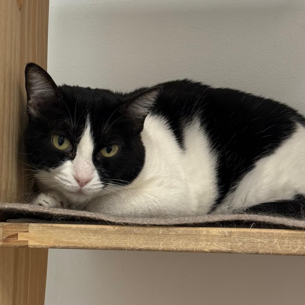 Tess, Adoptable, Adult Female Domestic Short Hair.