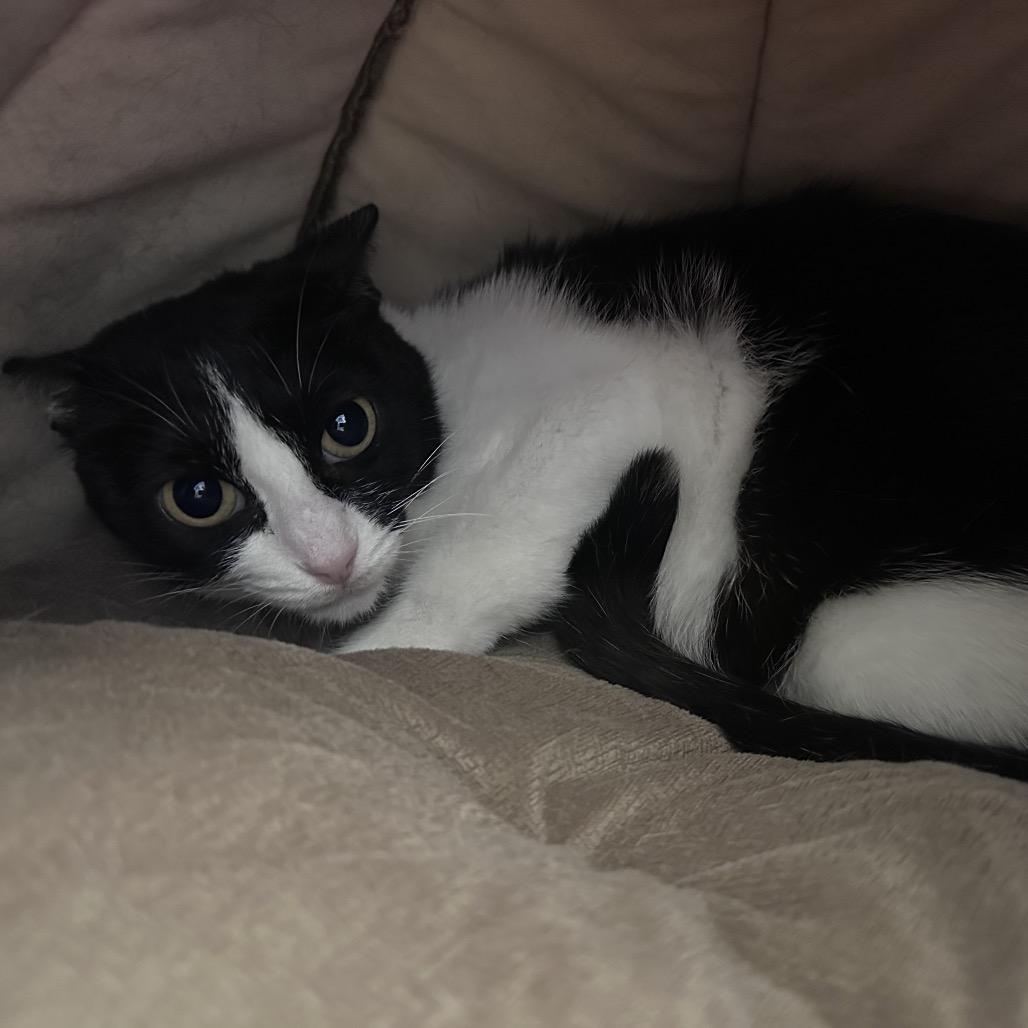 Enlarge Tess, a Adoptable Domestic Short Hair in Ponte Vedra Beach, FL image 1/5