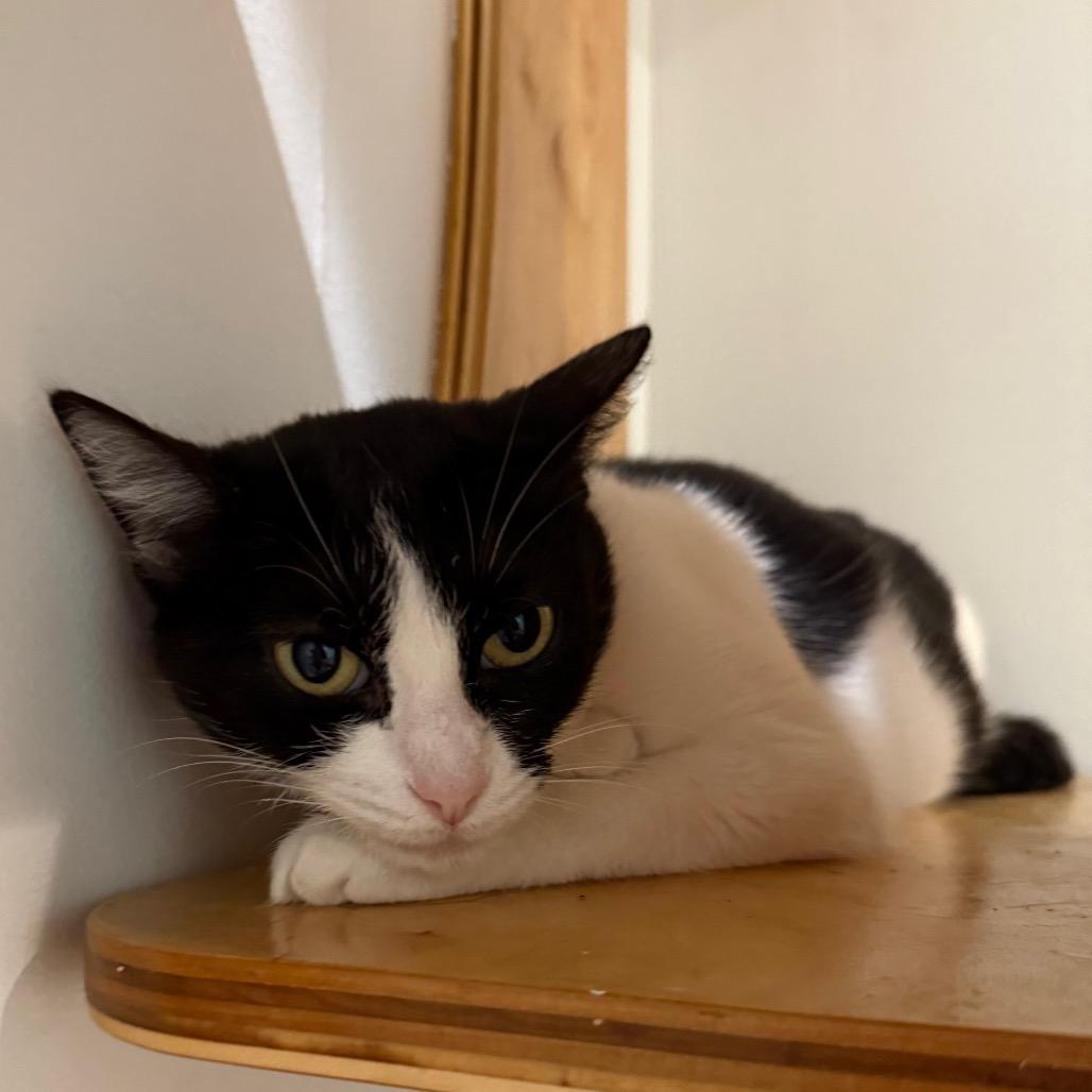 Tess, Adoptable, Adult Female Domestic Short Hair.