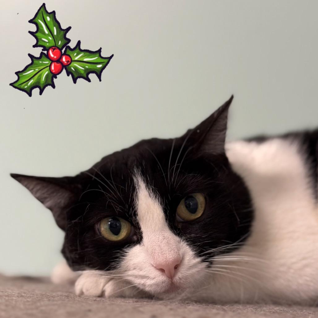 Enlarge Tess, a Adoptable Domestic Short Hair in Ponte Vedra Beach, FL image 4/5